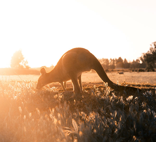 Australien, känguru